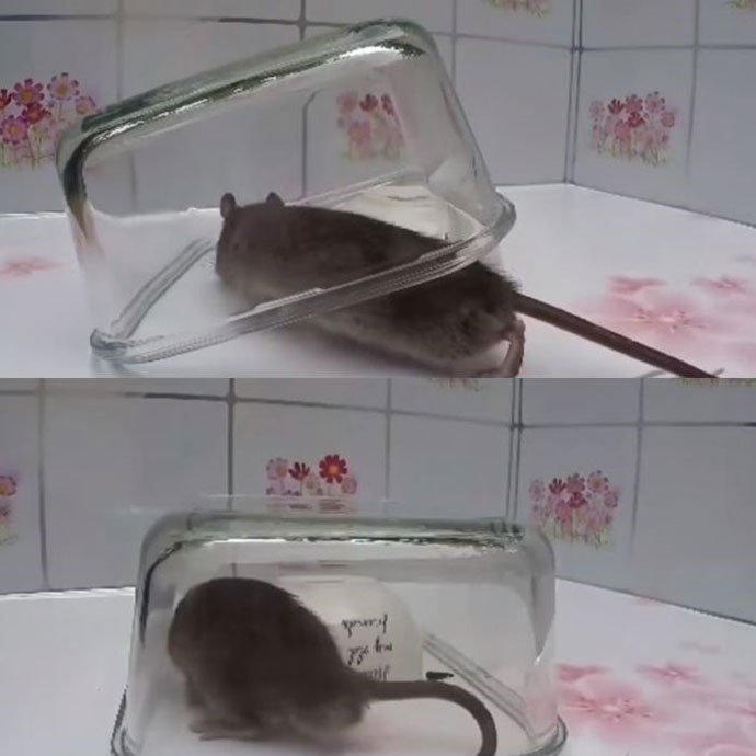 A DIY Mouse Trap Using a Glass Bowl and Jar