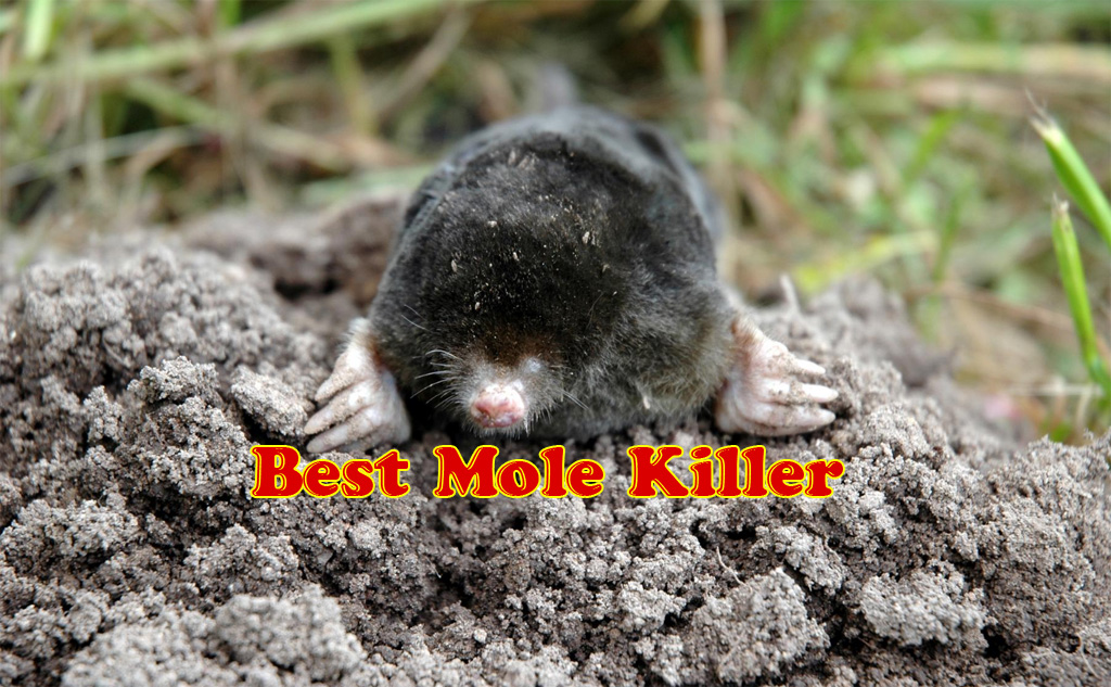 TOMCAT Mole Killerₐ, Mimics Natural Food Source, Poison Kills in a