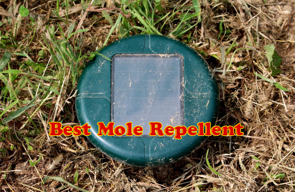 Best Mole Repellent Reviews & Buying Guide (September-2021)