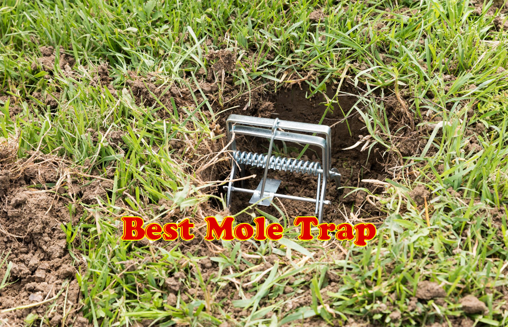 9 Best Mole Trap Reviews And Buying Guide August 2021