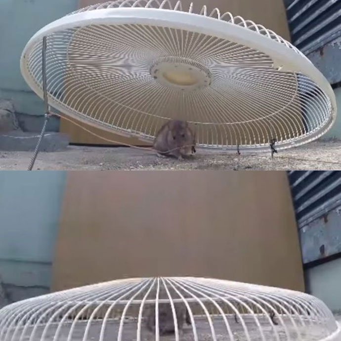 DIY Rat Trap Using an Unused Fan Cover
