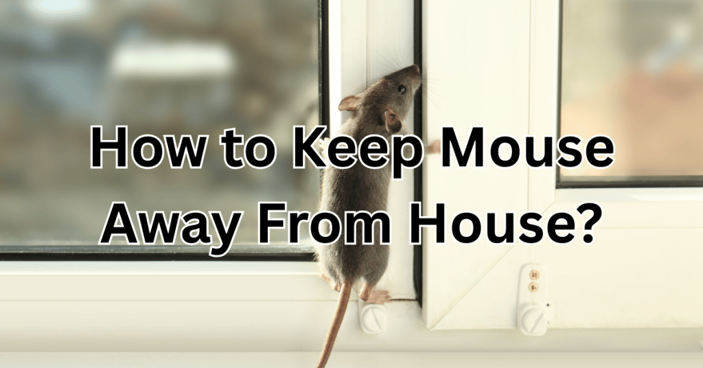 How to Keep Mouse Away From House