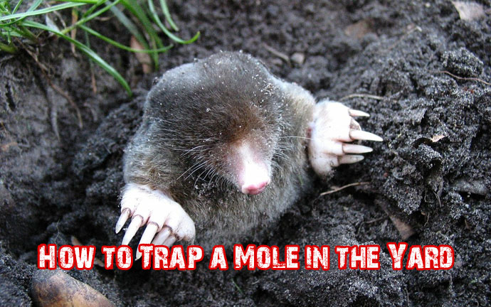 How To Trap A Mole In The Yard Step By Step Guide