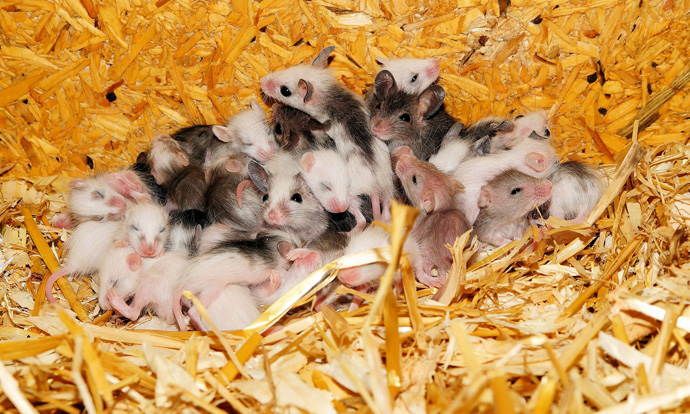 Mouse Nests