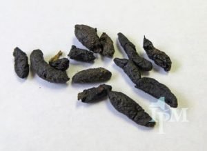 Norway Rat Droppings Look Like