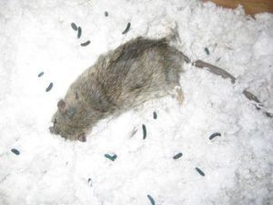 Dead Rat with Poop