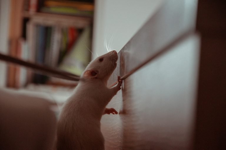 Can Rats Climb What's The Truth?