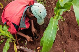 how mole trap works